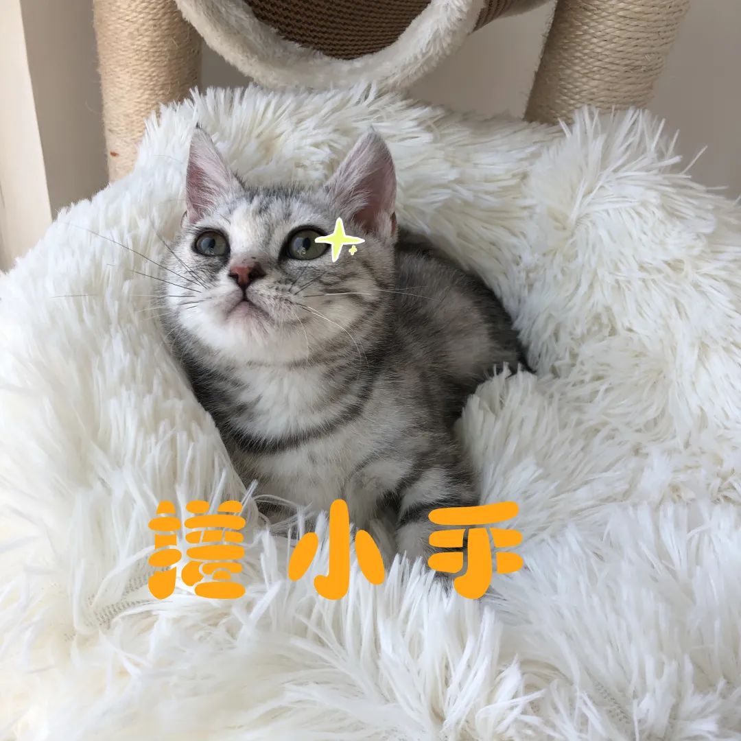 猫咪知识大全及解释,猫咪软便很臭可以自己恢复吗