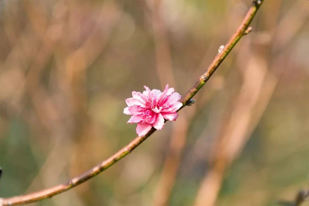 深圳周末浪漫好去处,深圳浪漫约会地点十个景点