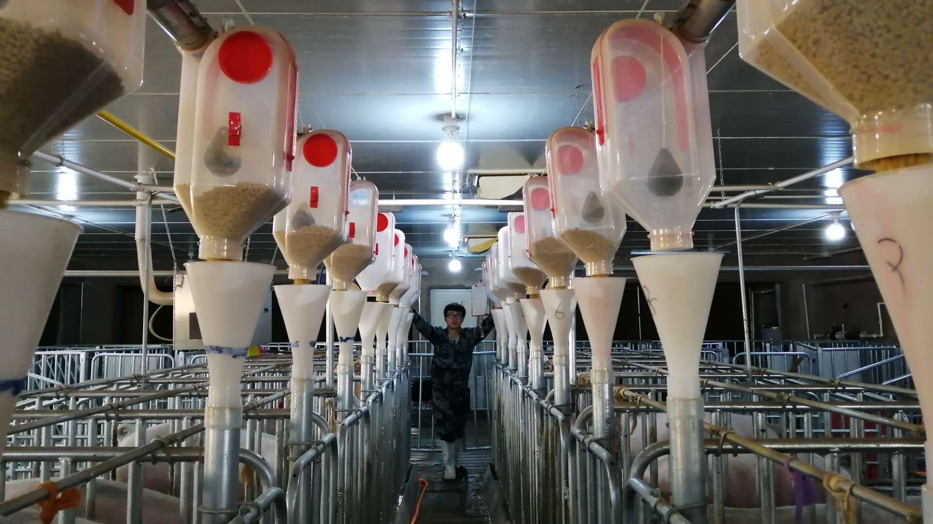 日本发酵牧草喂猪技术,喂猪技巧视频大全