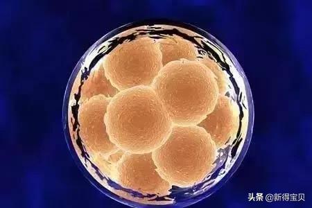 脐带扭转胎停会影响下次怀孕吗,怀孕八周突然胎停了下次还能怀吗