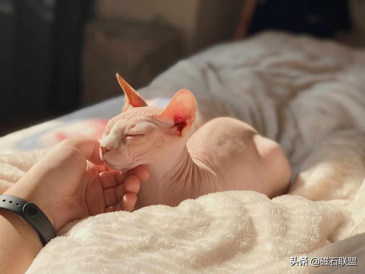 新手养猫怎么给猫咪养成习惯,新手养猫各阶段猫咪该如何喂养