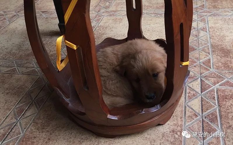 大金毛吞了一块抹布七天不吃东西,金毛吞了一个塑料球