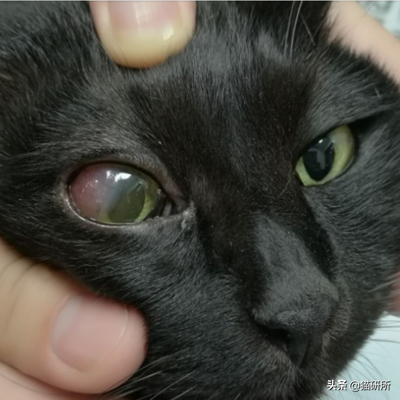 眼睑角膜炎怎么引起的,眼睑炎为什么老是犯