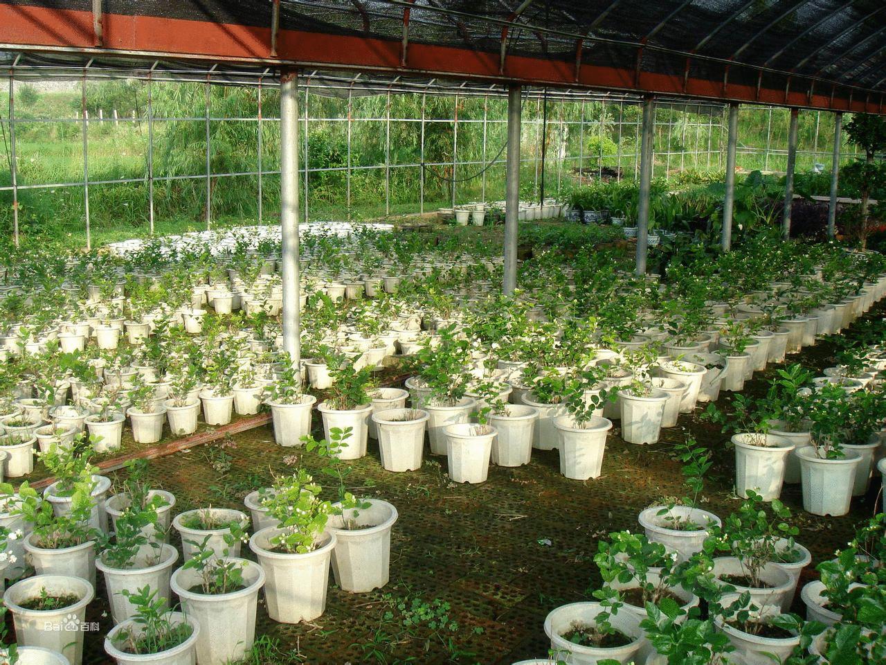 茉莉花这样养长势旺盛花香四溢,茉莉花花香四溢