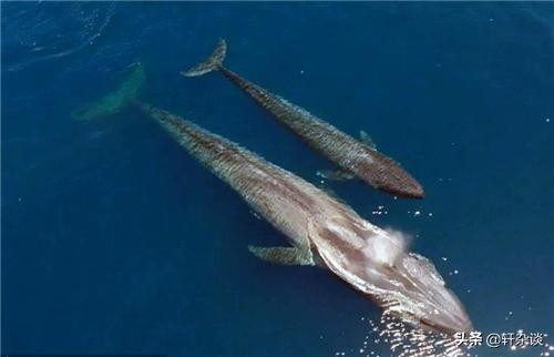 世界上最大最重动物,从古至今陆地上最大的动物