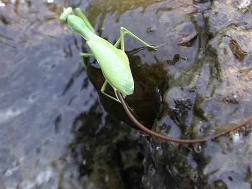 寄生兽的最终目的,寄生兽告诉我们的道理