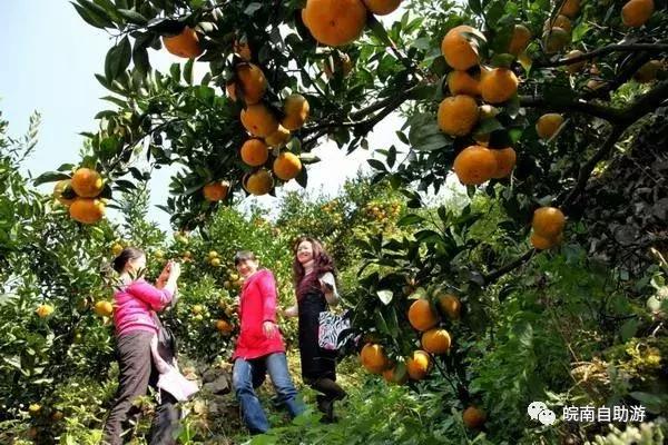 新安江山水画廊景区打卡景点,新安江山水画廊景区九砂晒秋节