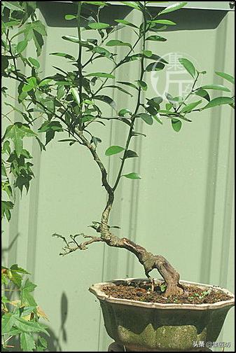 大树型金豆盆景怎么造型,金豆无根老桩栽培技巧