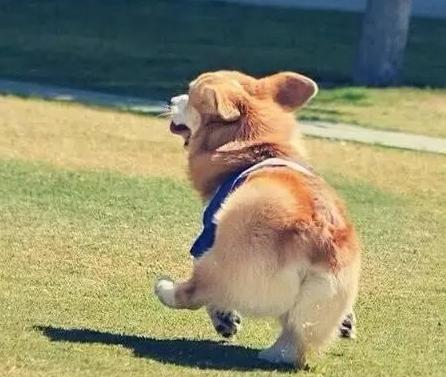 养柯基常识大全,饲养柯基