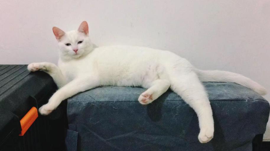 这些名贵的中华田园猫你都知道吗,田园猫哪个品种最稀少