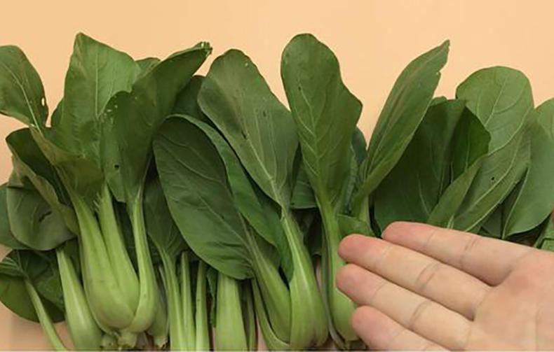 现在青菜哪种有营养,青菜的种类和食用方法