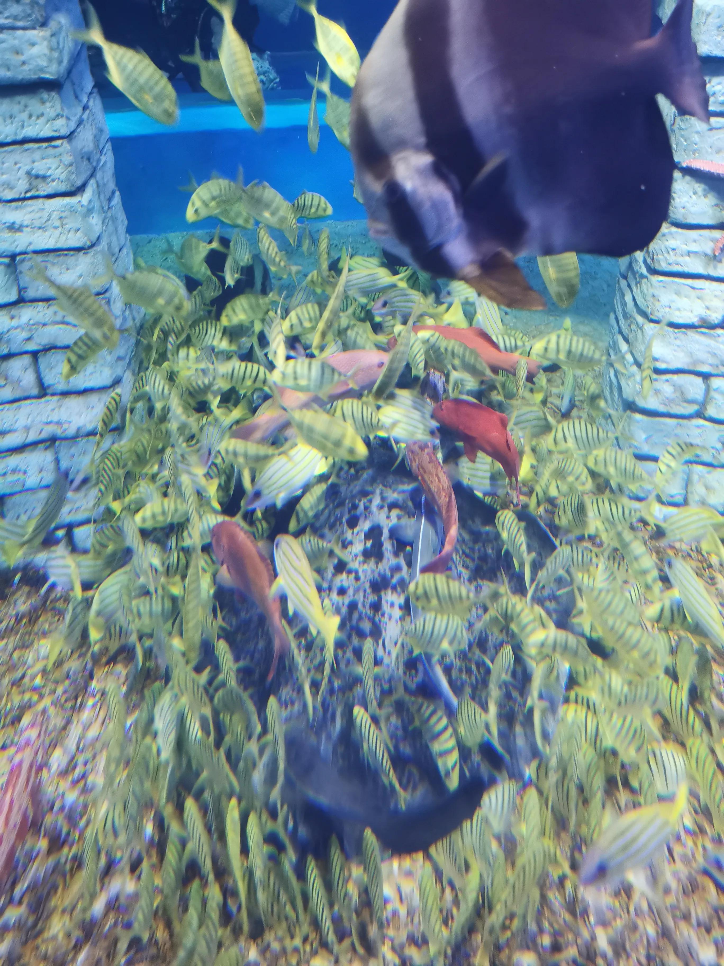 璧拌繘娴锋磱鍔ㄧ墿娴峰簳涓栫晫,鍙傝娴峰簳涓栫晫娴锋磱鍔ㄧ墿瑙嗛