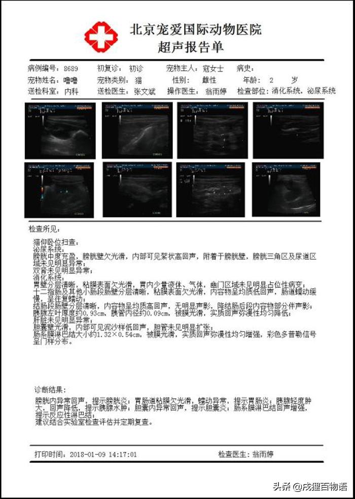 猫咪得了猫瘟治疗得多少钱,猫咪做完绝育得了猫瘟