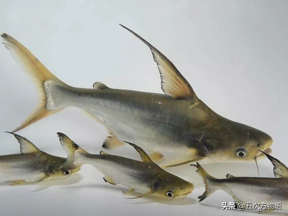 青岛怎么叫龙利鱼,青岛本地龙利鱼