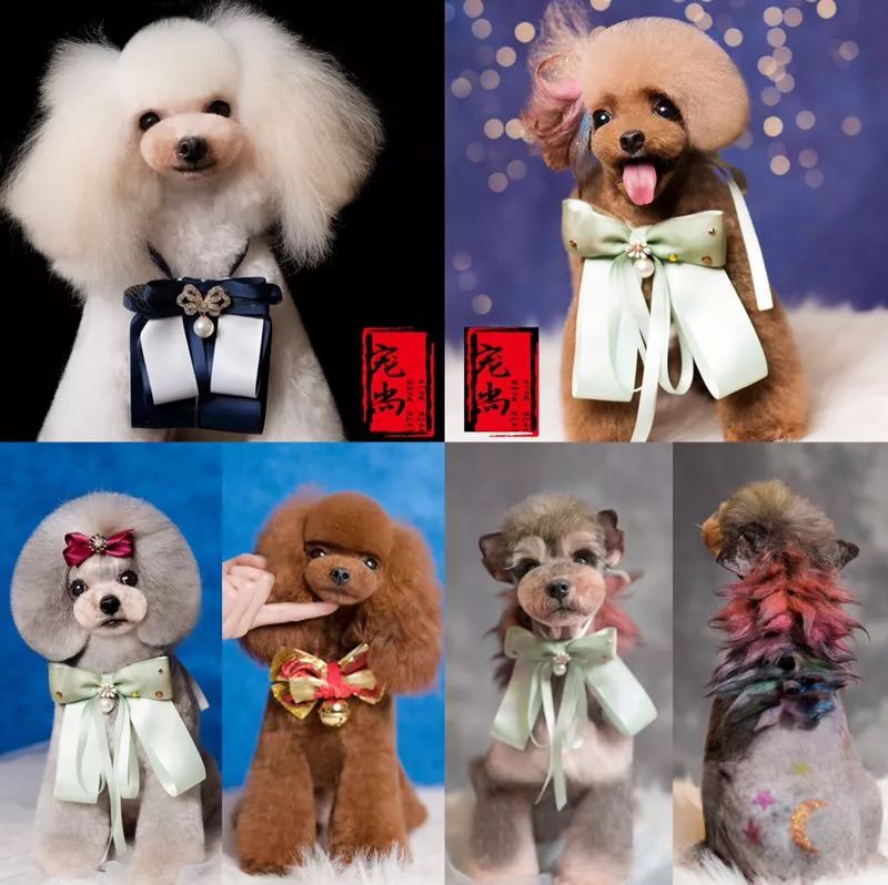 宠物美容专业的职业规划,宠物美容的理解与想法