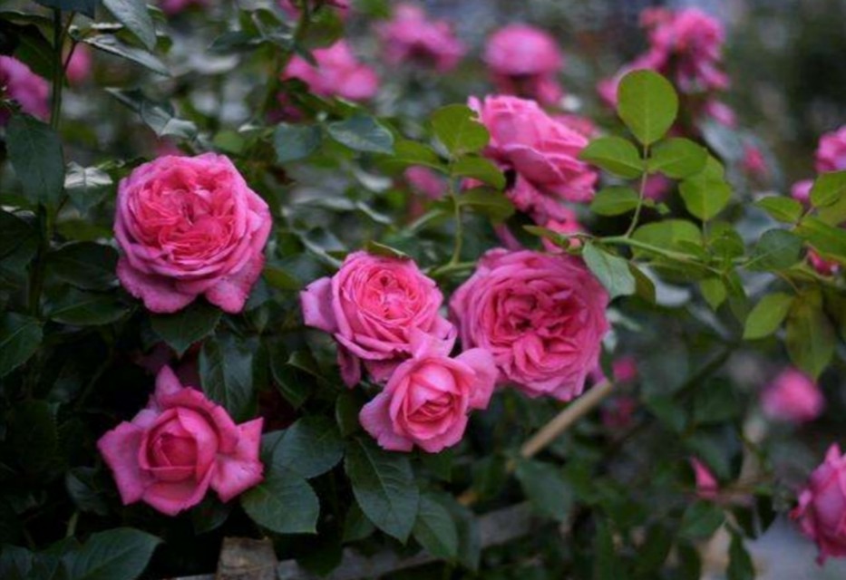 告白要送多少玫瑰花,表白可以送999朵玫瑰花吗