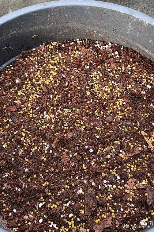 裸根百子莲的栽种方法,马蹄莲的球根种植方法图片大全