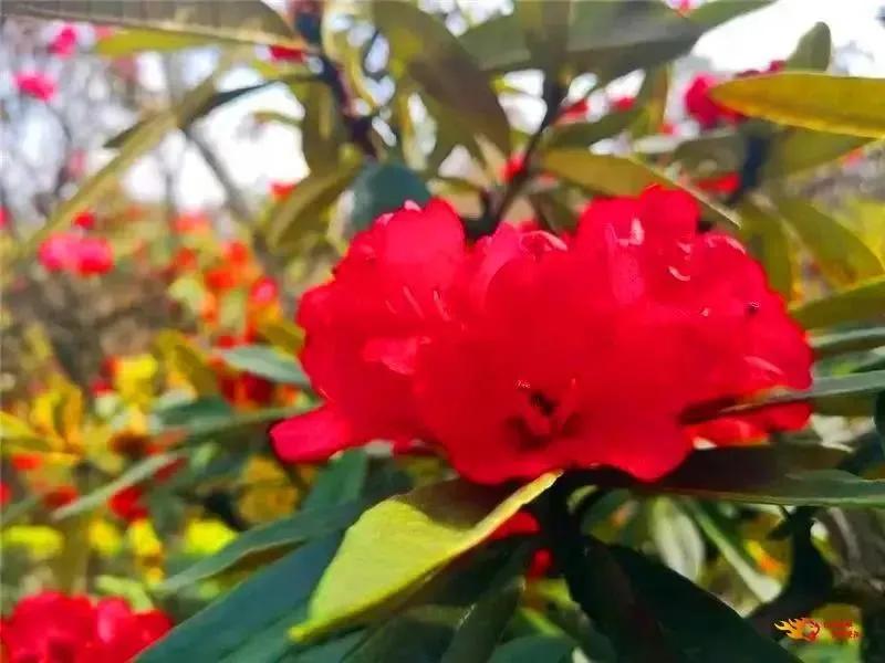 阳春三月踏青吟,阳春三月诗和风景