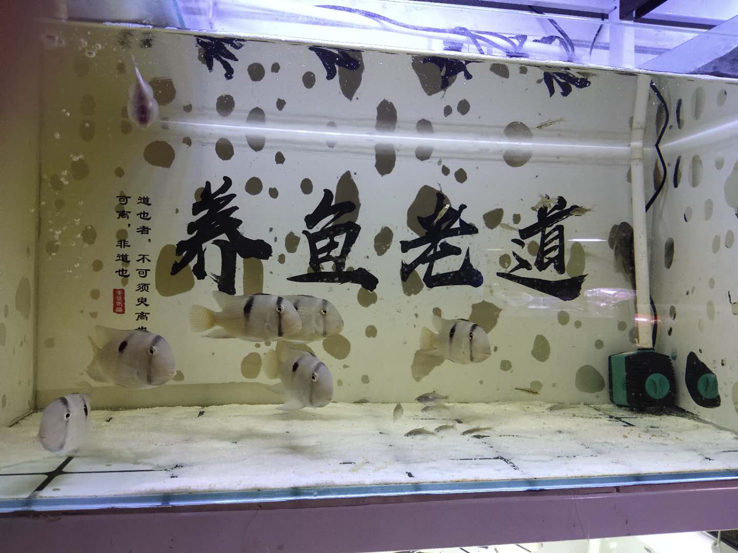 新入缸的观赏鱼怎么观察状态,观赏鱼入缸前需要注意什么