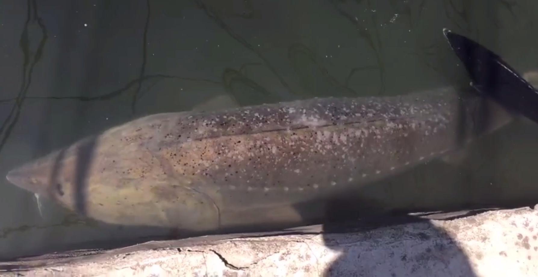 300斤！辽宁一山沟里养出“老鱼王”，体型大到快游不动了