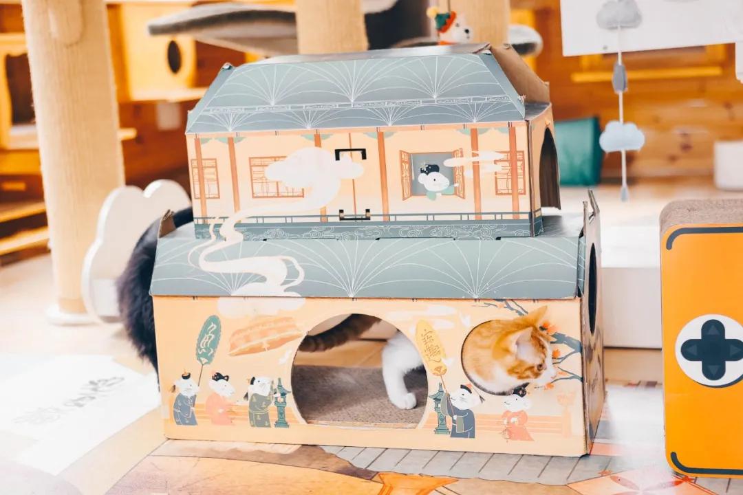 找领养新成员|你好呀，铲屎官