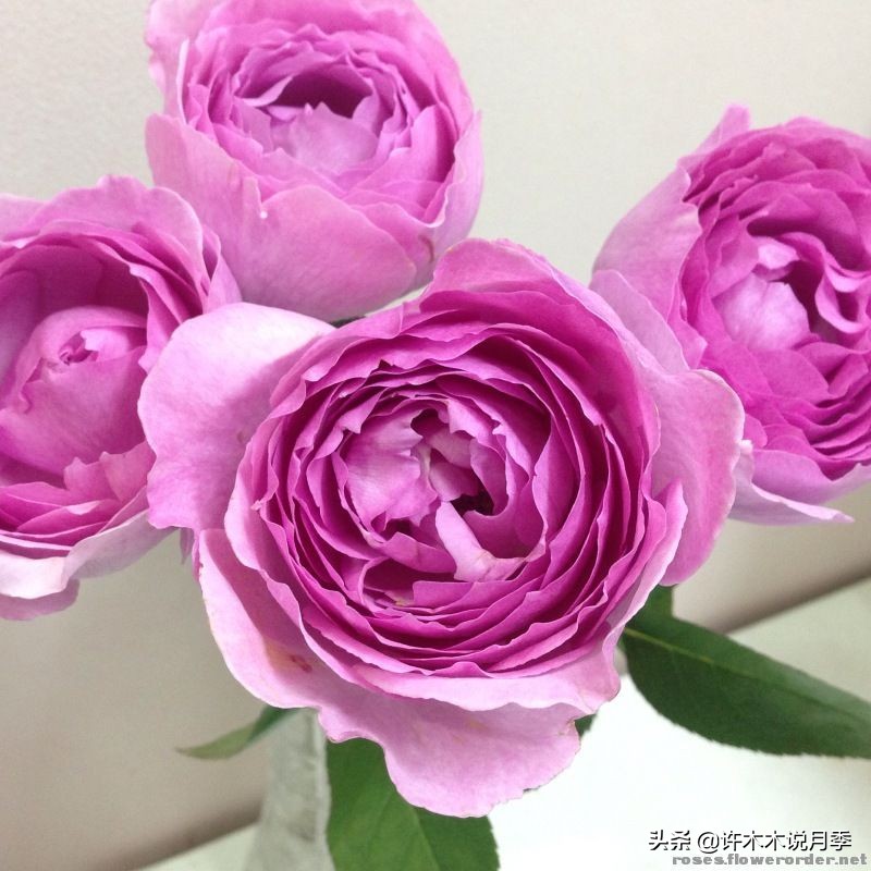 稀有月季蓝色妖姬,颜色比较稀有月季有哪些品种