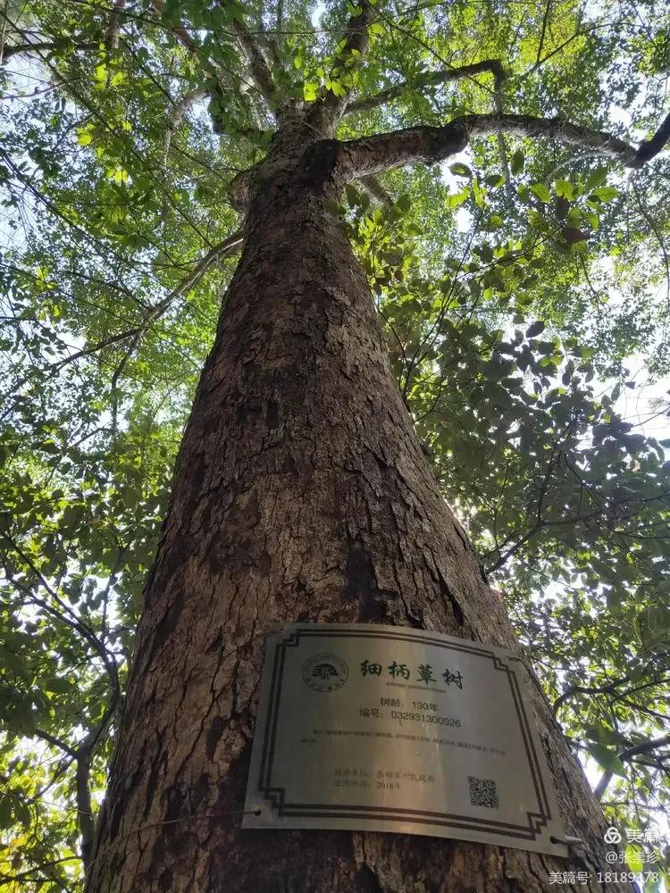 泰顺葛洋陶氏三兄弟修建的三条古道，等你来打卡～