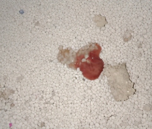 猫咪便便有血是什么原因,猫咪拉血便是怎么回事