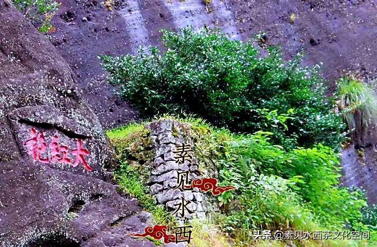 大红袍中文介绍大全,载入史册的大红袍