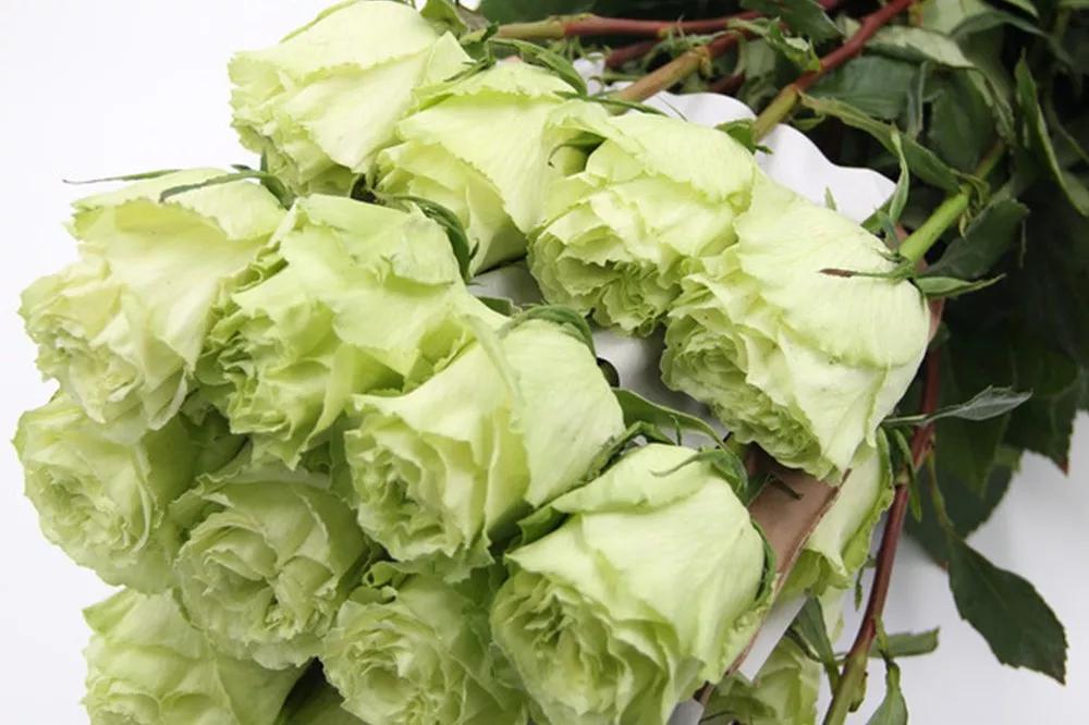 花店必备的5款玫瑰,鲜花图鉴一次性认识30种玫瑰花