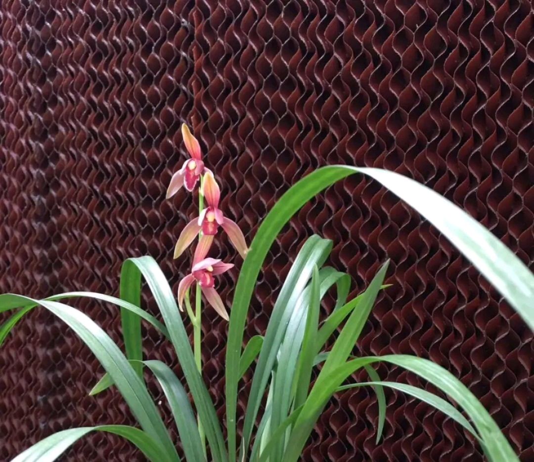 换好盆的兰花有花苞是否要施肥,春季兰花换盆后多长时间才能施肥