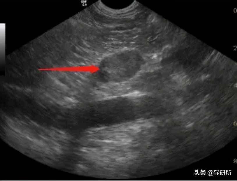 喵星人会得什么病,有什么方法能让猫咪不孕不育
