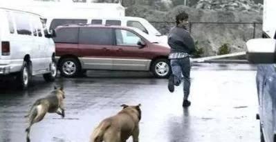 被狗狗追的经历,宠物狗被狗追怎么办