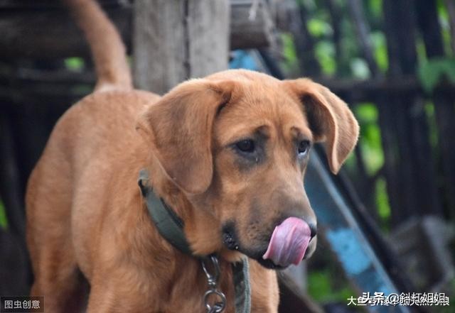 狗狗经常挨打容易出现哪些坏毛病,为什么狗狗挨打不长记性