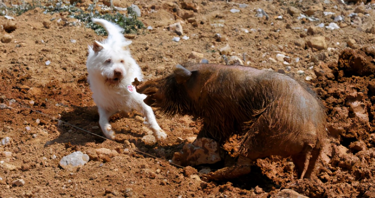 世界名犬下司犬的前世今生,贵州下司犬为什么是世界名犬