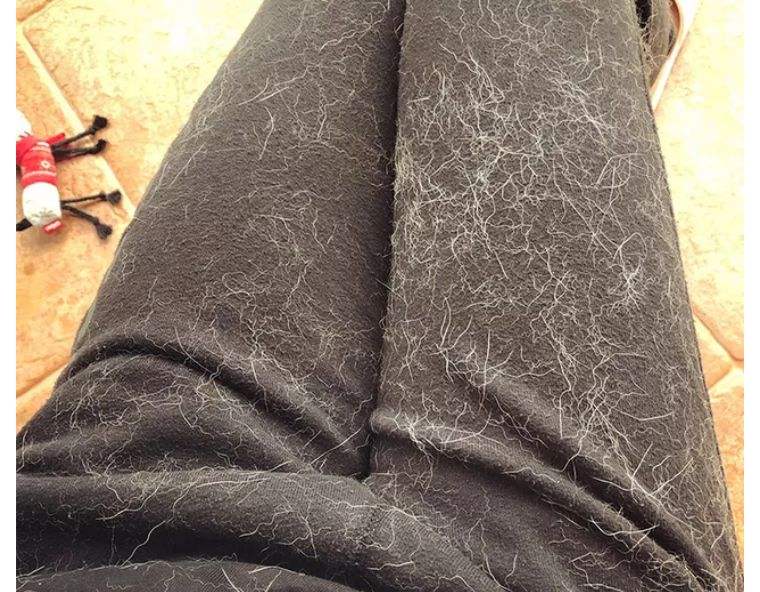 洁癖的狗狗,最爱掉毛的几种狗养之前要三思