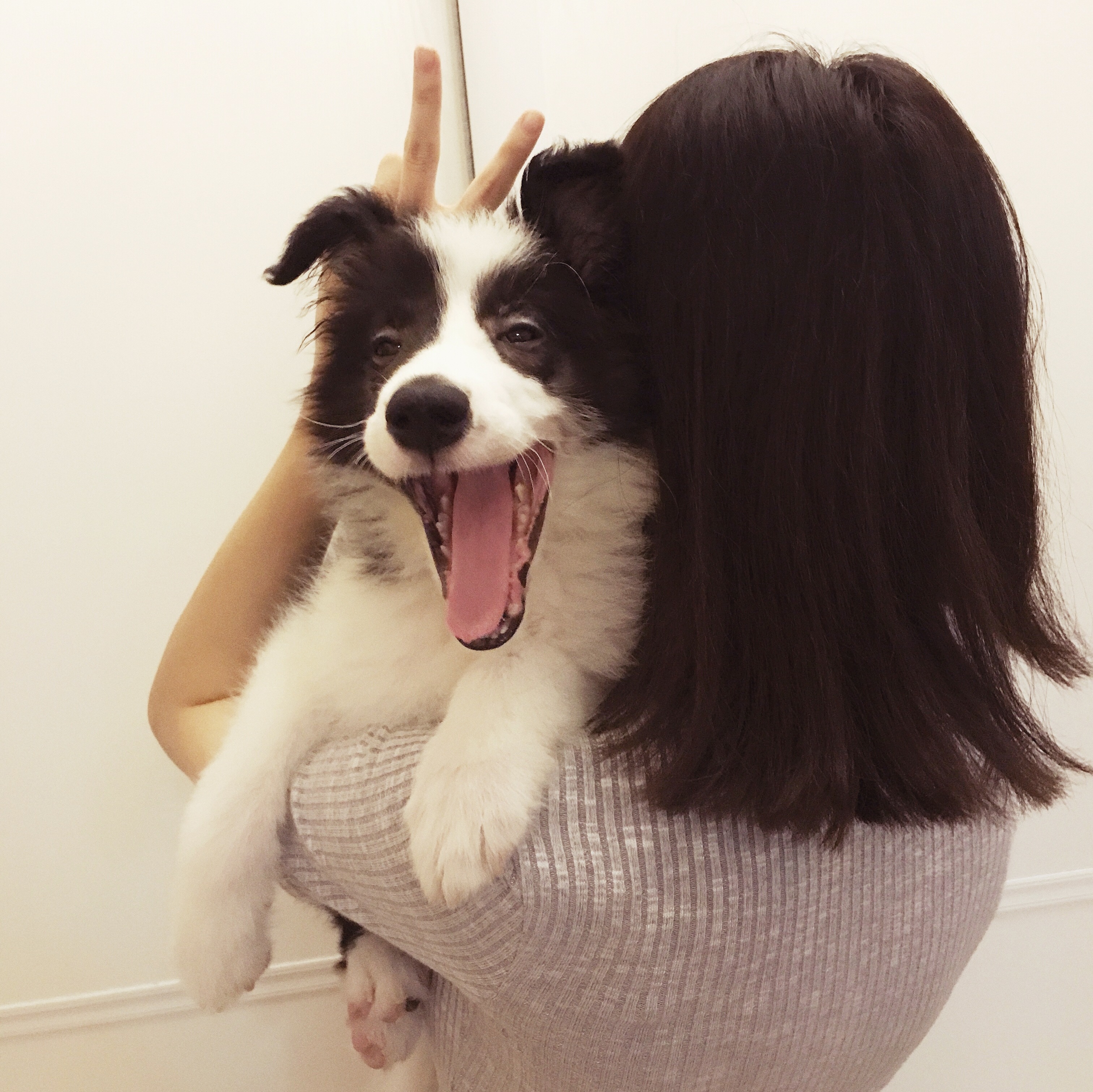 我的狗生病了但是还很活泼,一只狗得了犬瘟最后痊愈了