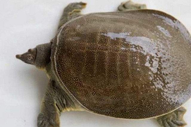 汉寿正宗外塘甲鱼,汉寿甲鱼甲天下图片