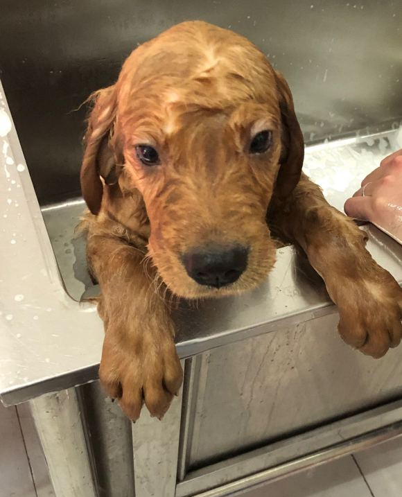 主人给金毛洗澡不听话被打,主人给金毛洗澡金毛一动不动