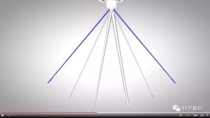 蚊子怎么咬人科普,蚊子解剖示意图