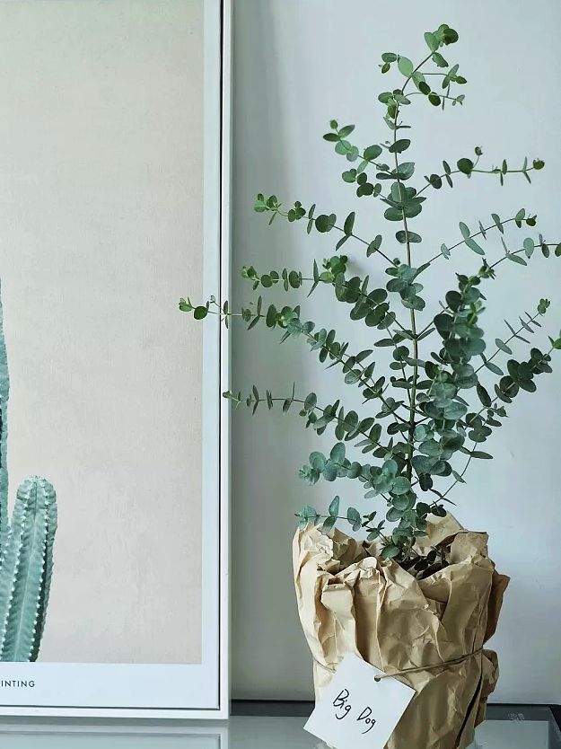 尤加利叶的养护知识,花店的尤加利叶要怎么养护