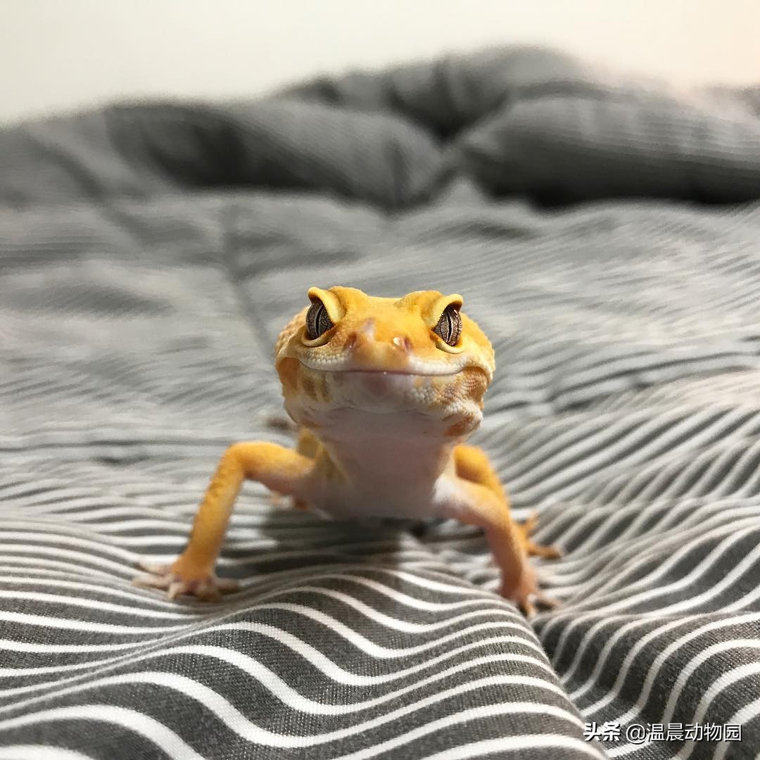 豹纹守宫爬行缓慢,豹纹守宫蜥蜴到底有多聪明