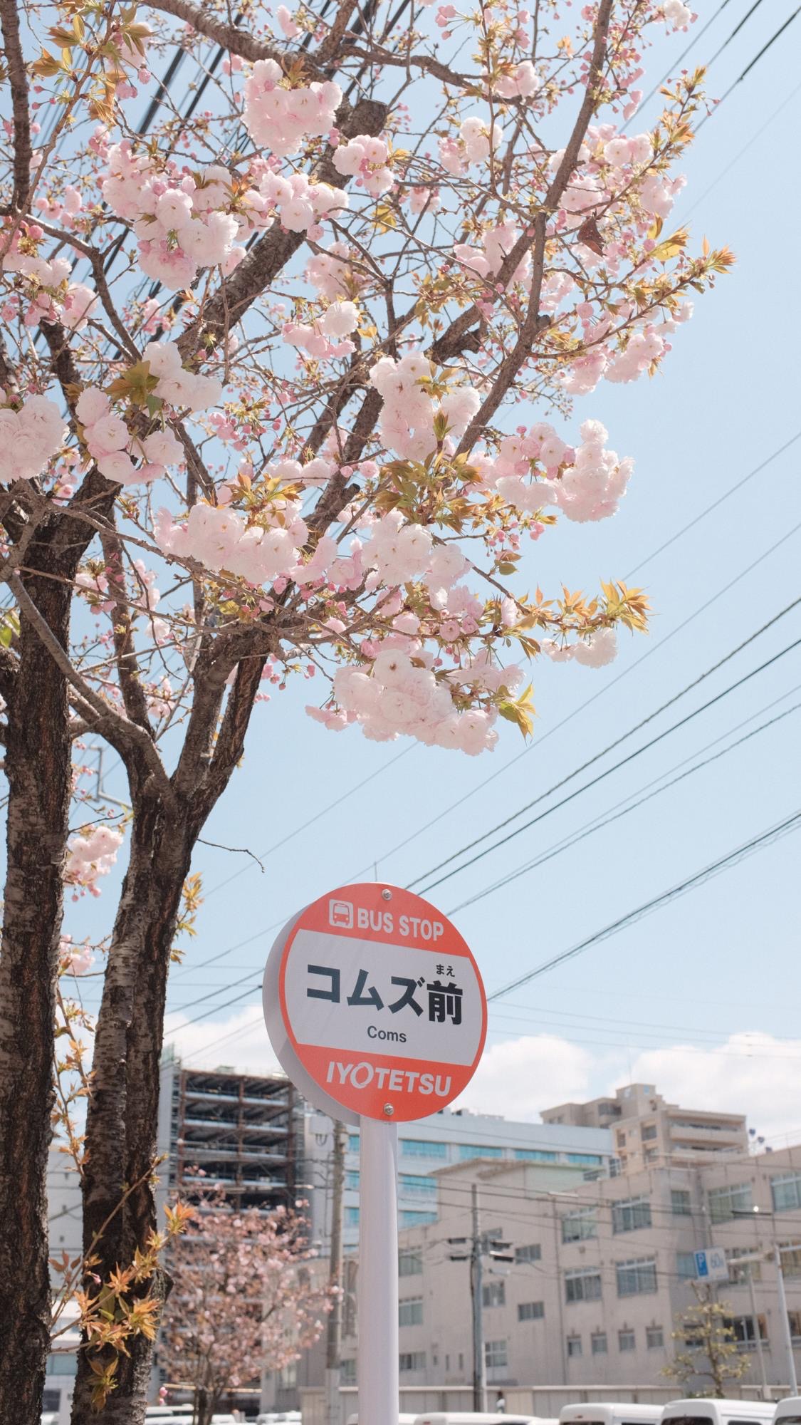 便是人间好时节壁纸,良辰美景好时光手机壁纸
