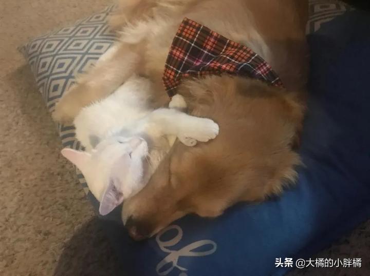 金毛救幼猫已被收养,金毛寻回了被遗弃的小猫