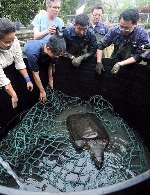 中国最后一只斑鳖,中国最后一只雌性斑鳖