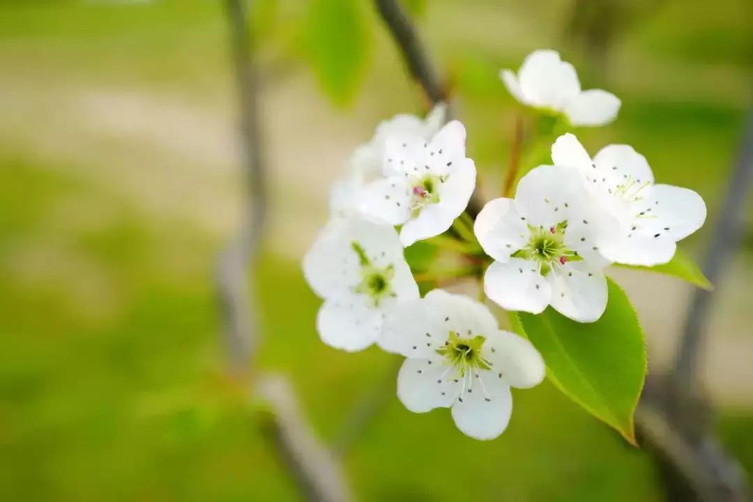 一杯杏花酒满盏思故人是什么意思,一杯杏花酒满盏思故人书法