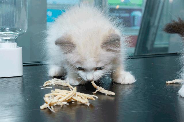 19.9包邮毛绒羊驼,羊驼9.9元秒杀直播