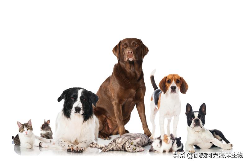 挪威阿克海洋生物旗下宠物食品原料QRILLPet获美国FDA批准