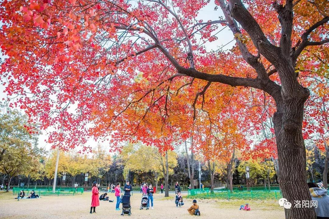 洛阳向全球推介,洛阳向世界发出邀请