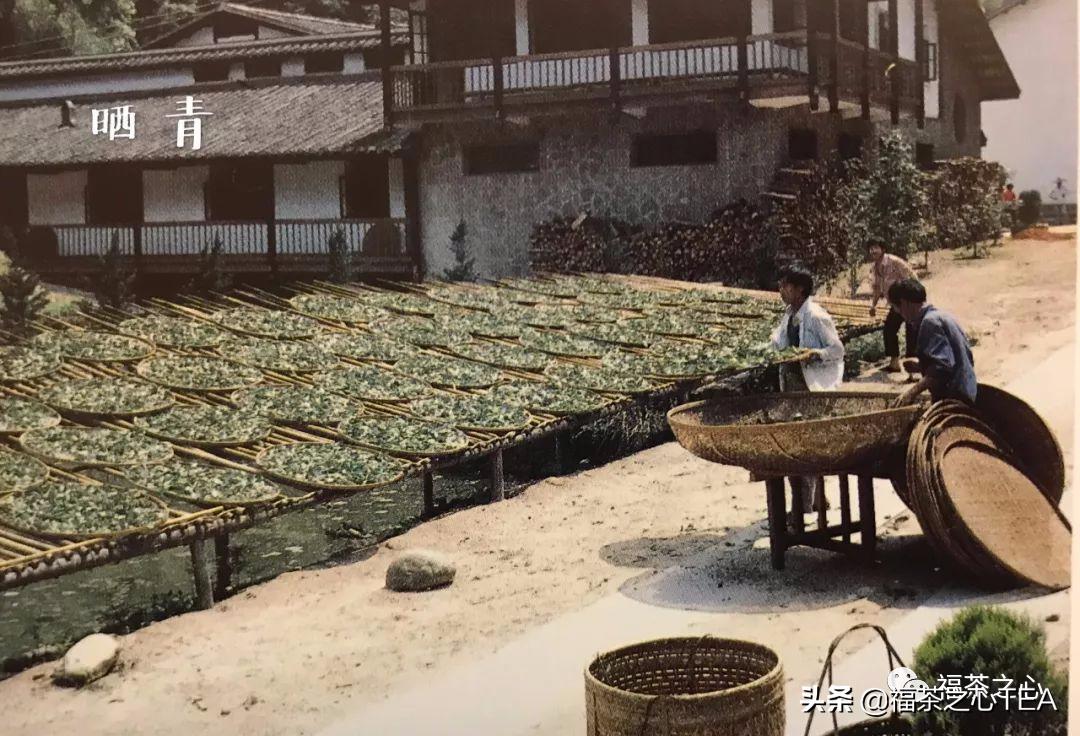 福建武夷山大红袍高香炭焙肉桂,武夷茶大红袍传统技艺